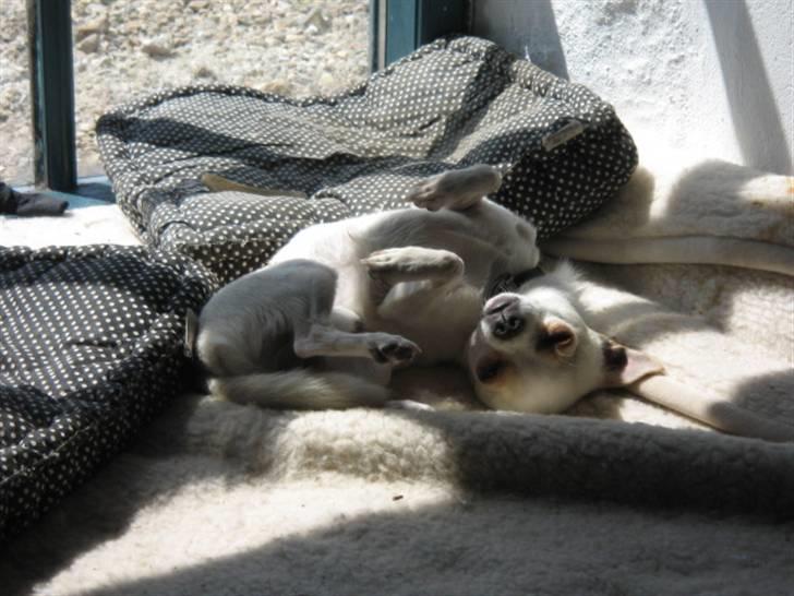 Chihuahua Limo billede 7