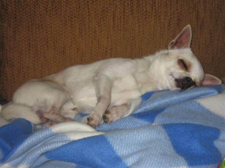 Chihuahua Limo billede 8