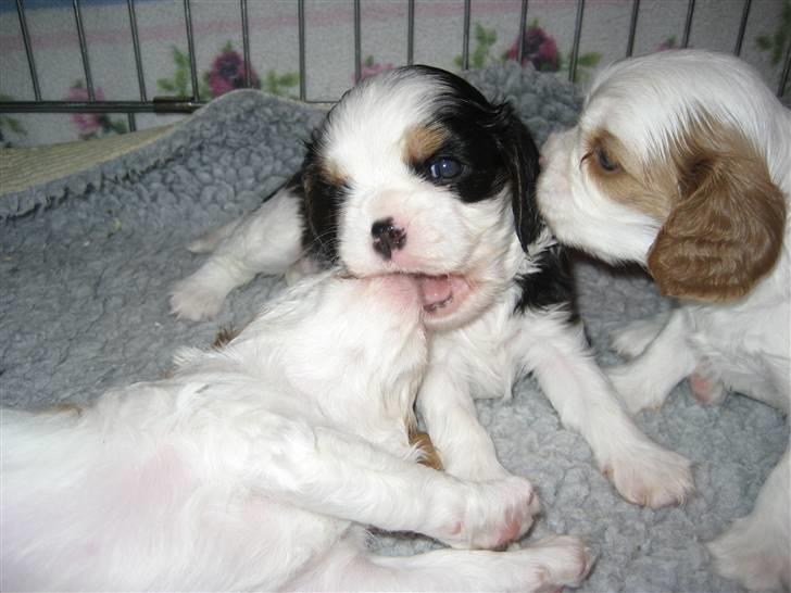 Cavalier king charles spaniel Cavasoles Amazing Lady billede 1