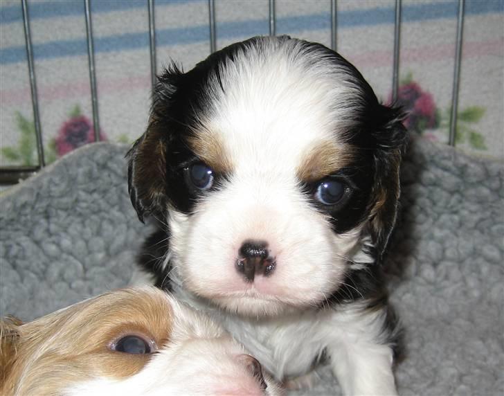 Cavalier king charles spaniel Cavasoles Amazing Lady billede 2
