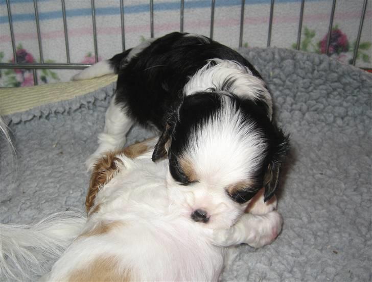 Cavalier king charles spaniel Cavasoles Amazing Lady billede 3