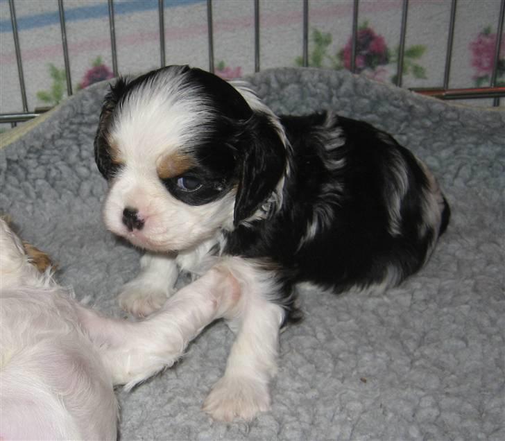 Cavalier king charles spaniel Cavasoles Amazing Lady billede 4
