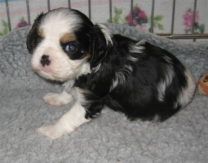 Cavalier king charles spaniel Cavasoles Amazing Lady billede 5