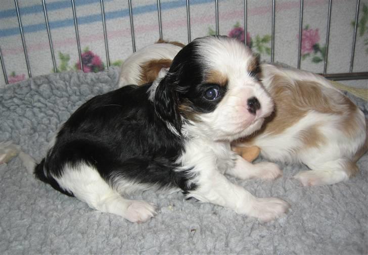 Cavalier king charles spaniel Cavasoles Amazing Lady billede 6