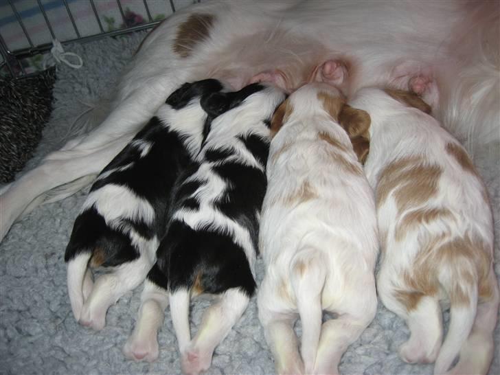 Cavalier king charles spaniel Cavasoles Amazing Lady - Spisetid -( Det er Lady yderst til venstre) billede 7