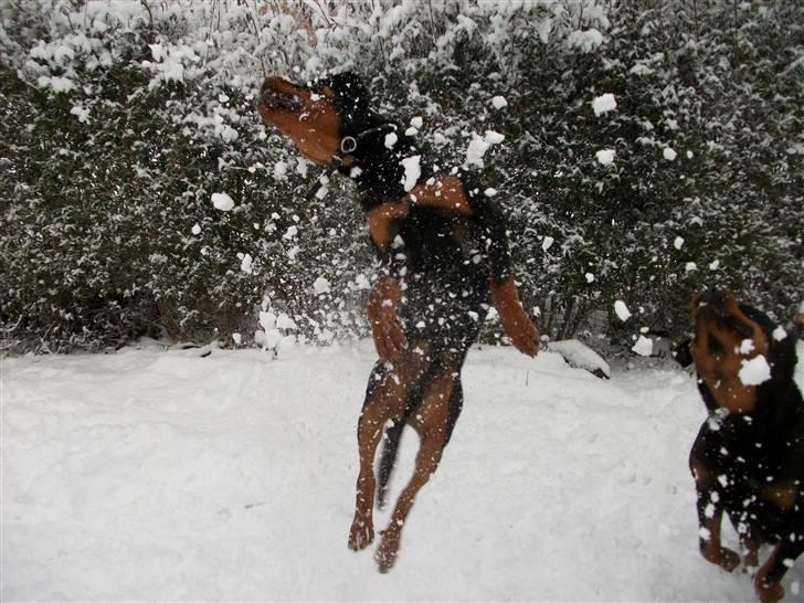 Rottweiler Kåre billede 13