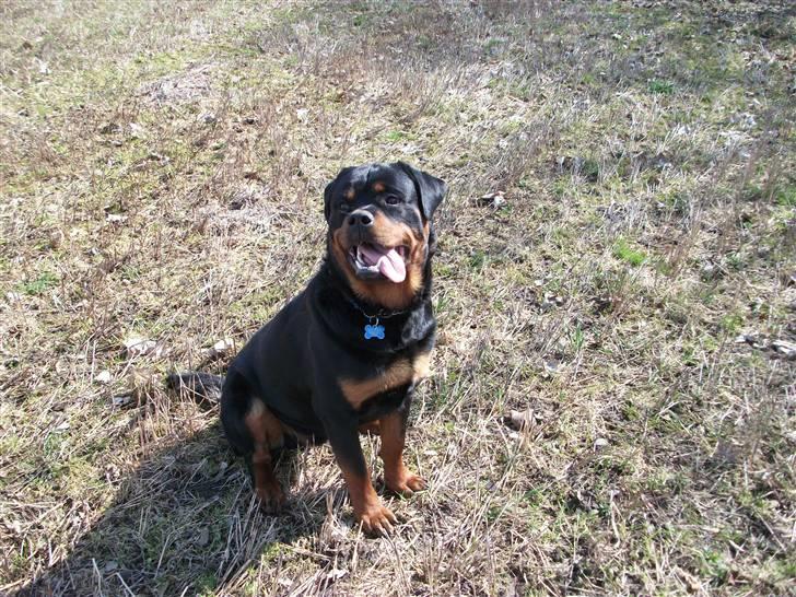 Rottweiler Ace - Ace 11 mdr gammel  billede 15