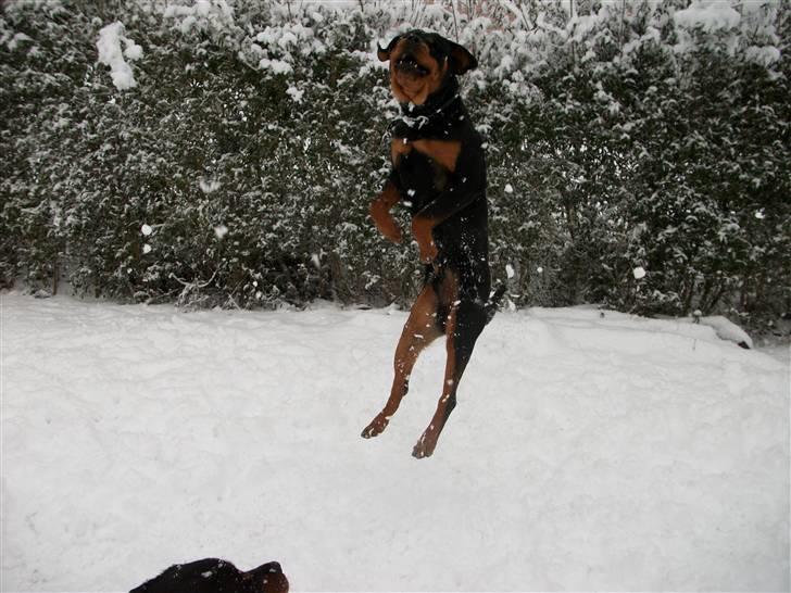 Rottweiler Kåre billede 14