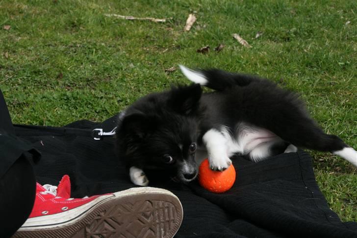 Blanding af racer Zita Chi/Papillon (RBM) - Min bold! ..og boldglæden bliver værre... ;)  billede 4