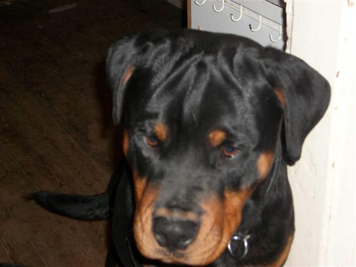 Rottweiler Kåre billede 15