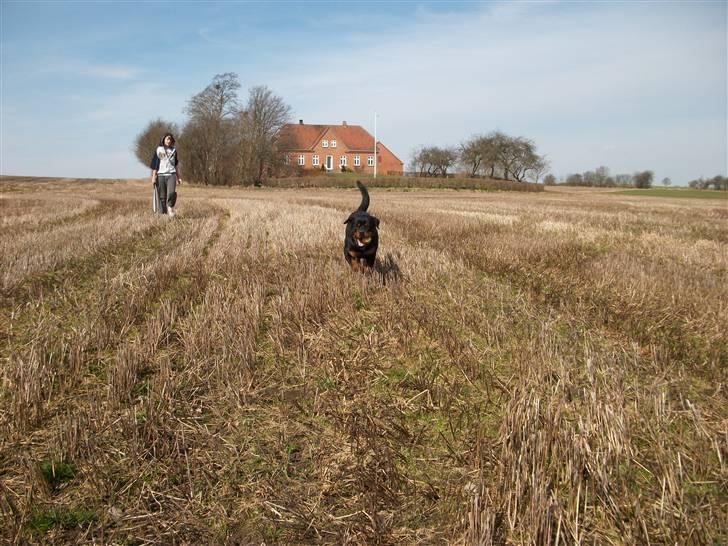 Rottweiler Ace - Ace er glad for baseball billede 16