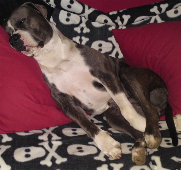 Blanding af racer Tass *RIP* billede 17