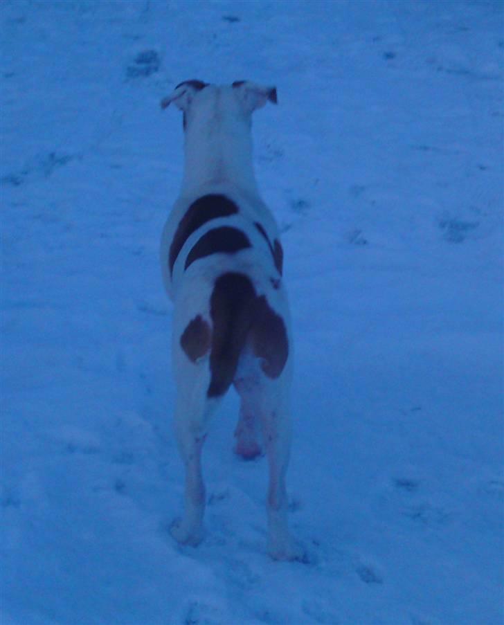 Amerikansk bulldog Bibi billede 14