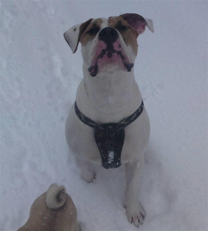 Amerikansk bulldog Bibi billede 15