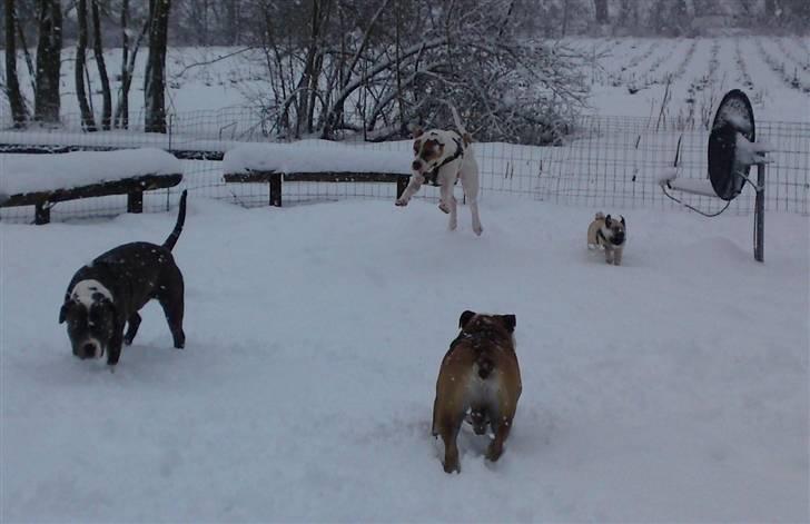 Amerikansk bulldog Bibi billede 16