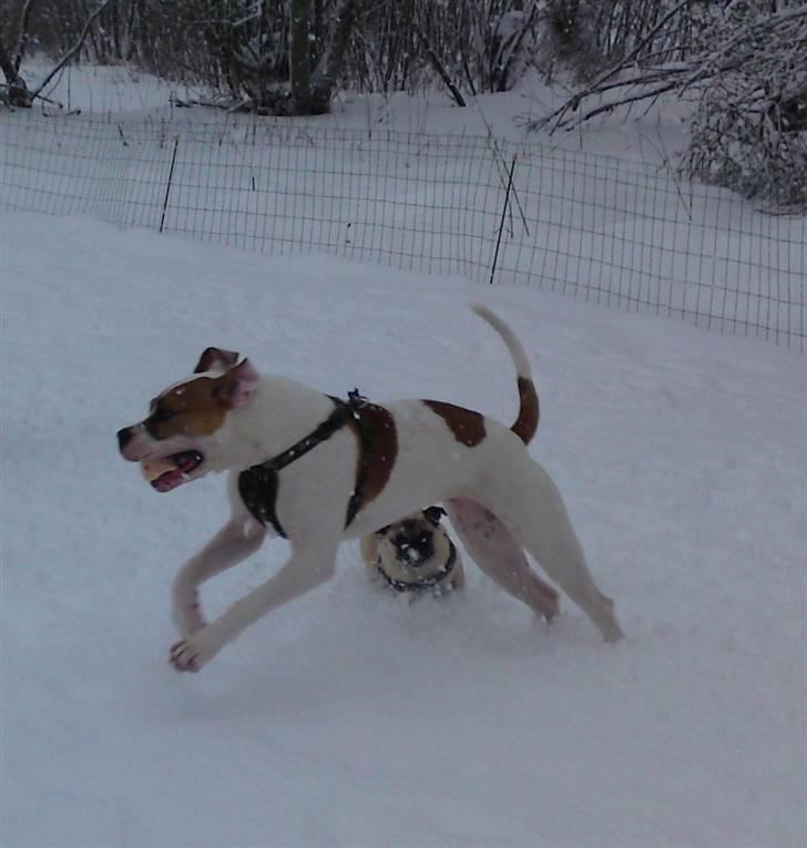 Amerikansk bulldog Bibi billede 17