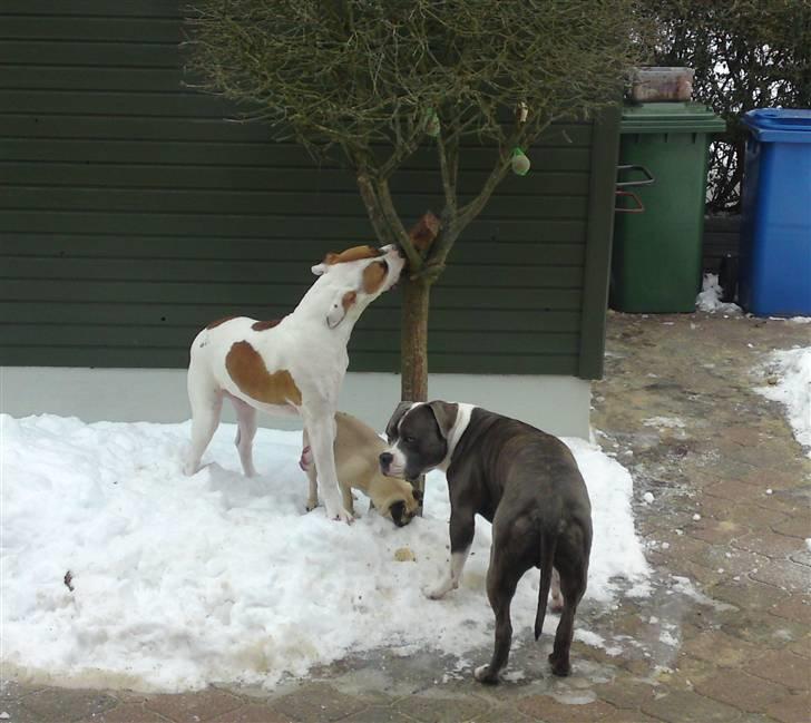 Amerikansk bulldog Bibi billede 18