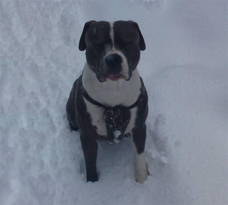 Blanding af racer Tass *RIP* billede 18