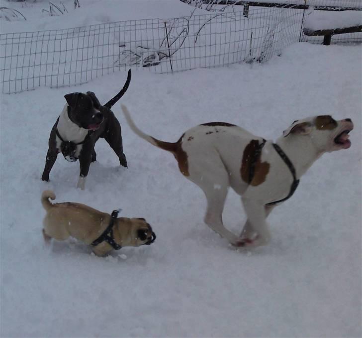 Blanding af racer Tass *RIP* billede 19