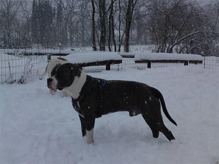 Blanding af racer Tass *RIP* billede 20