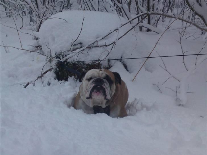 Engelsk bulldog Louie billede 13