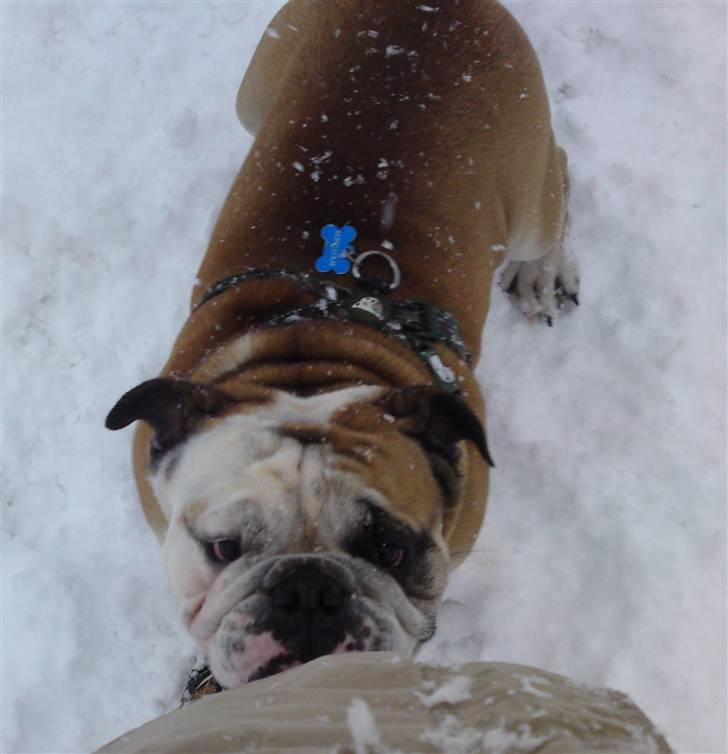 Engelsk bulldog Louie billede 14