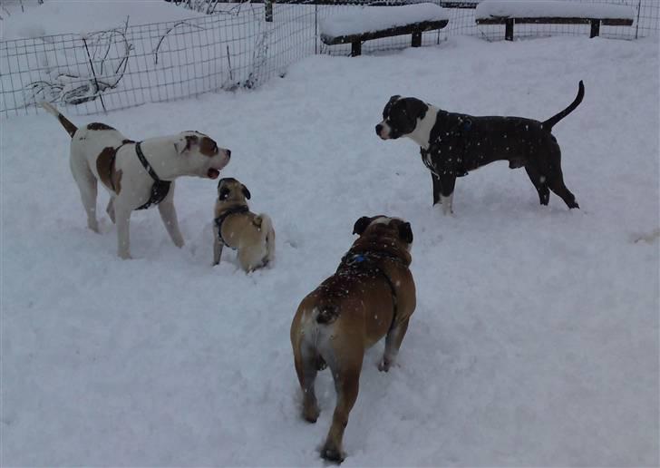 Engelsk bulldog Louie billede 15