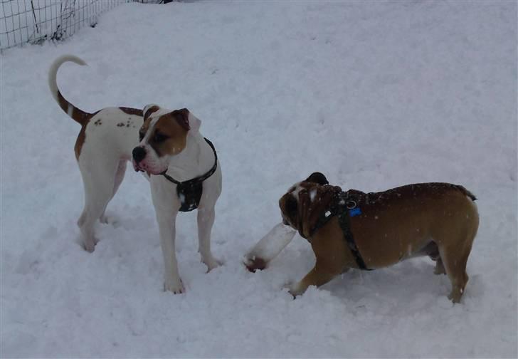 Engelsk bulldog Louie billede 16