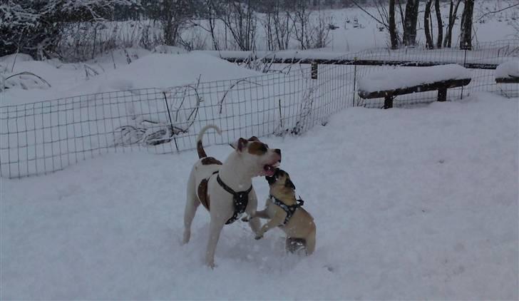 Mops Puggy billede 17