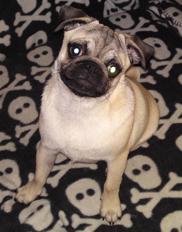 Mops Puggy billede 18