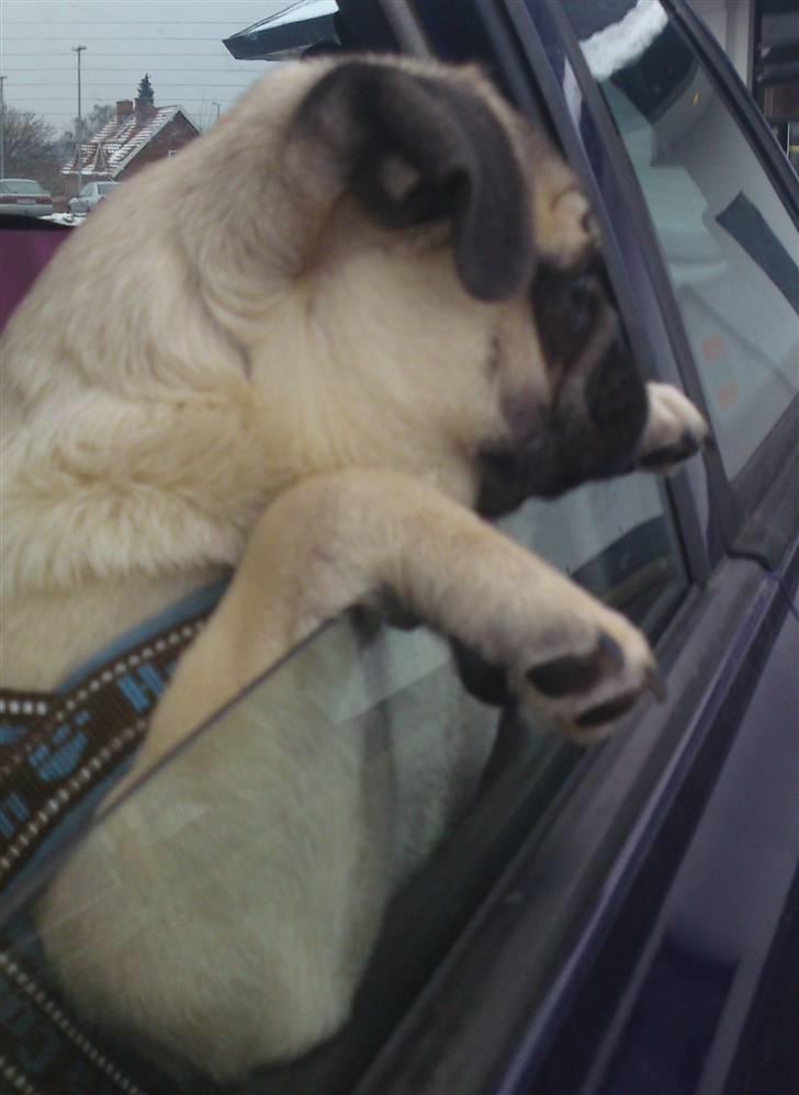 Mops Puggy billede 19