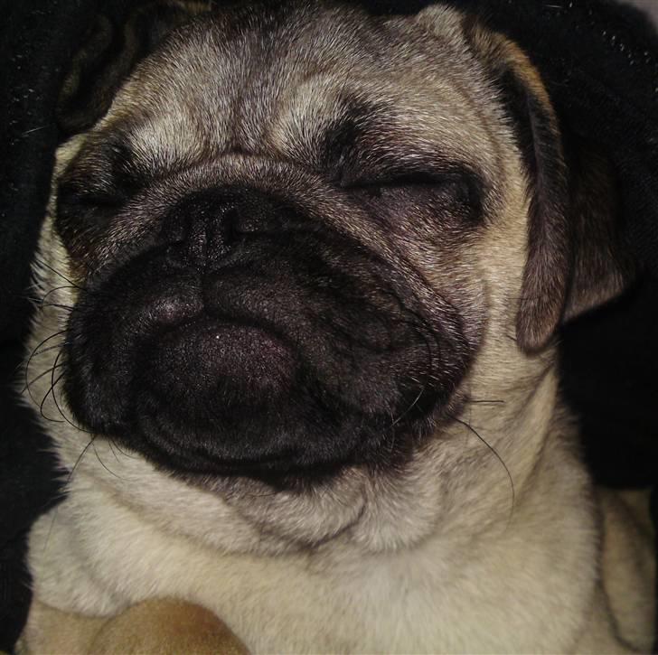 Mops Puggy billede 20