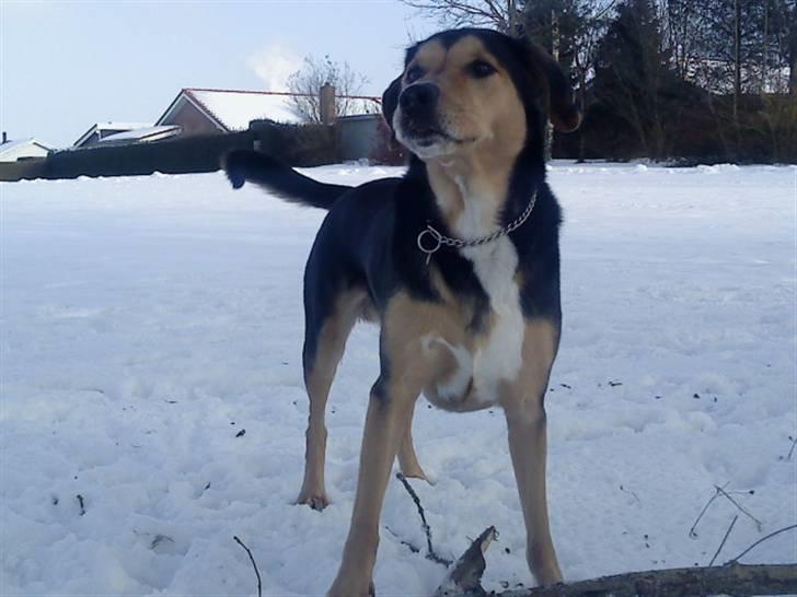 Blanding af racer Tumle - ude og lege i den dejlige sne.. billede 1