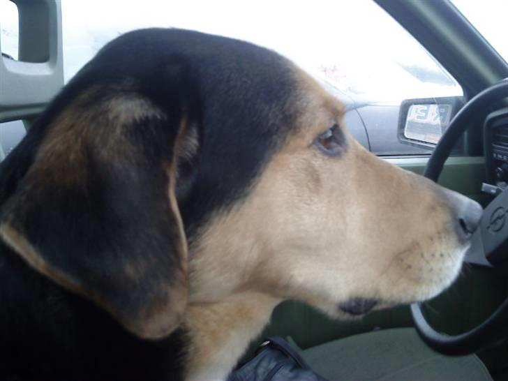 Blanding af racer Tumle - er jeg ikkke bare så sød ? billede 3