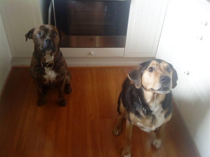 Blanding af racer Tumle - Mig og min bedste ven cæsar ! billede 4