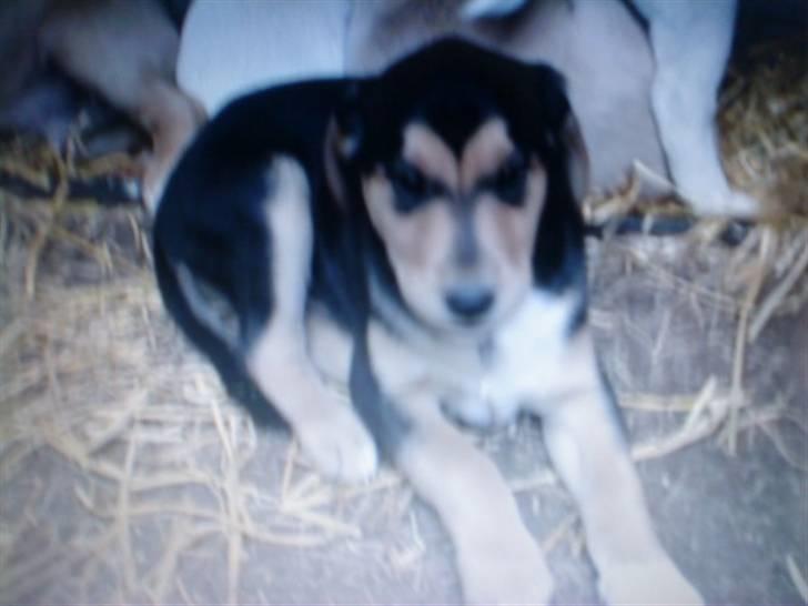 Blanding af racer Tumle - mig som hvalp. (beklager kvaliteten) billede 5