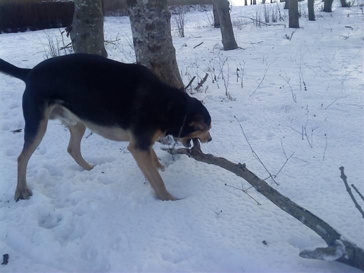 Blanding af racer Tumle - det er bare så sjovt billede 6