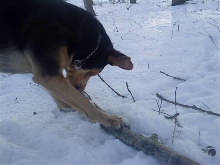 Blanding af racer Tumle - leger billede 7