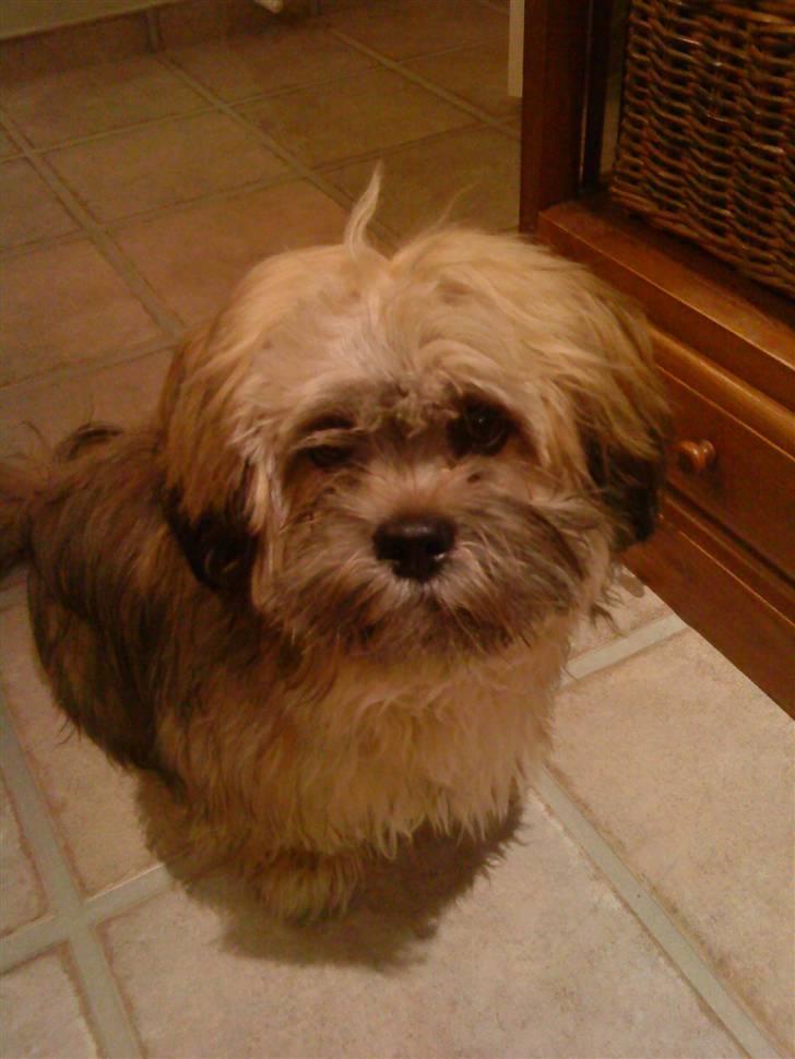 Lhasa apso Simba billede 14