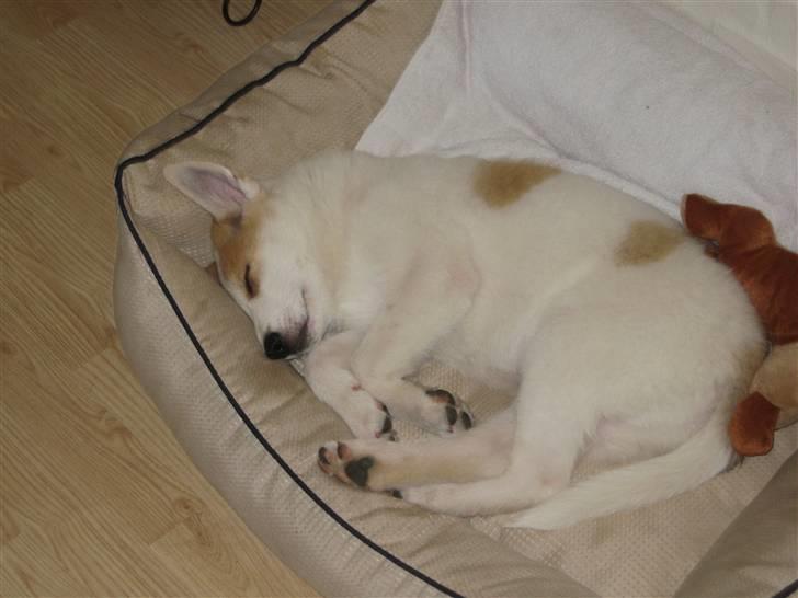 Canaanhund Ian<3 altid elsket... - Bette Ian sover billede 8