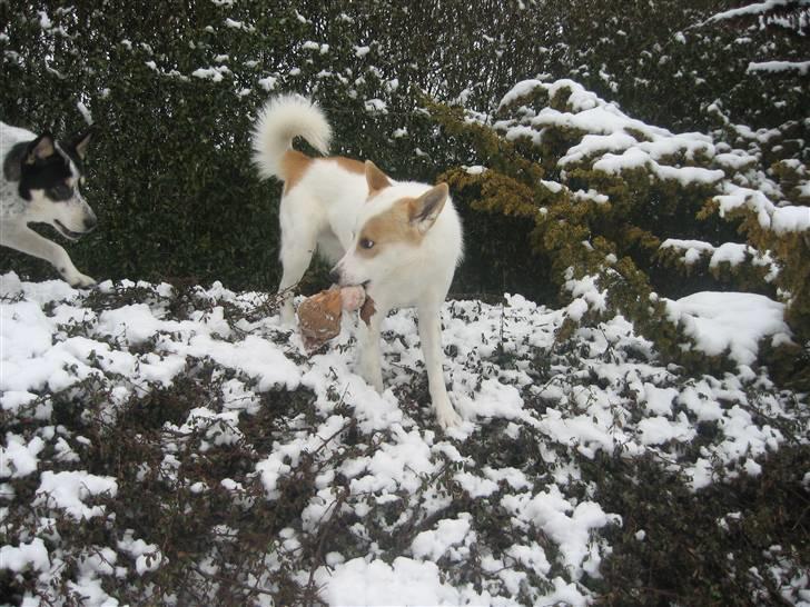 Canaanhund Ian<3 altid elsket... billede 9