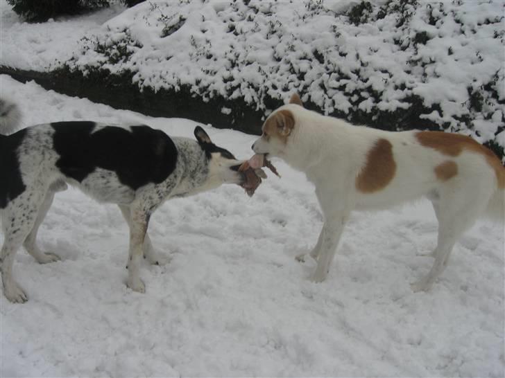 Canaanhund Ian<3 altid elsket... - Leger i sneen billede 10