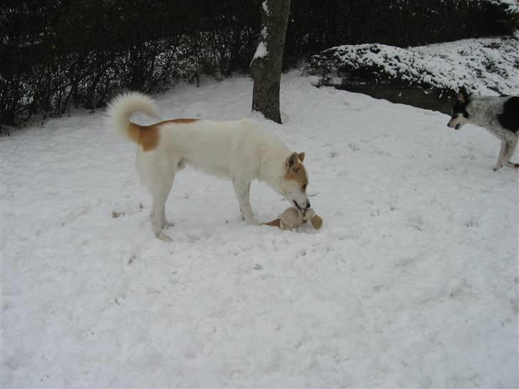 Canaanhund Ian<3 altid elsket... billede 11