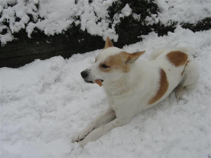 Canaanhund Ian<3 altid elsket... - Ian elsker at være ude,. billede 12