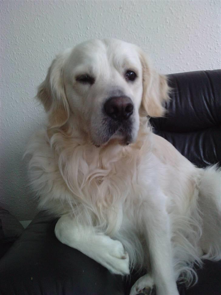 Golden retriever Eddie billede 13