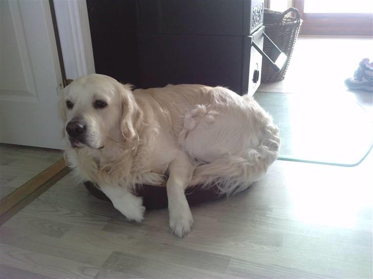 Golden retriever Eddie billede 14