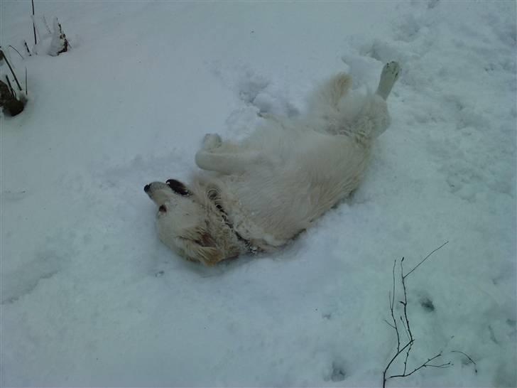 Golden retriever Eddie billede 15