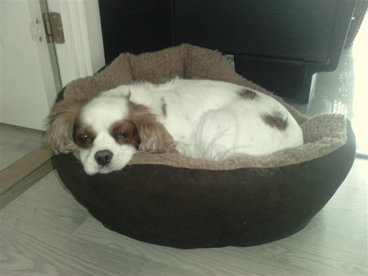 Cavalier king charles spaniel Fluffy billede 18