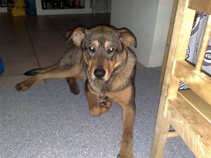 Blanding af racer Mille billede 1