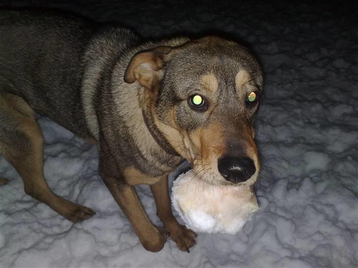 Blanding af racer Mille billede 3